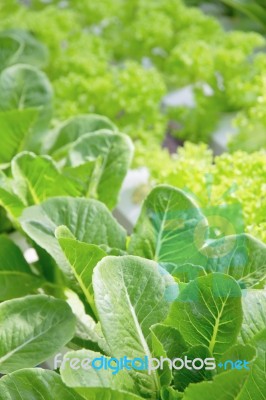 Hydroponics Vegetable Farm Stock Photo