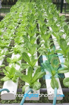 Hydroponics Vegetable Farm Stock Photo