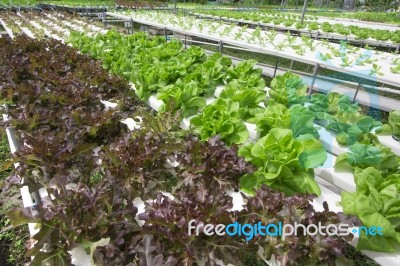 Hydroponics Vegetable Farm Stock Photo