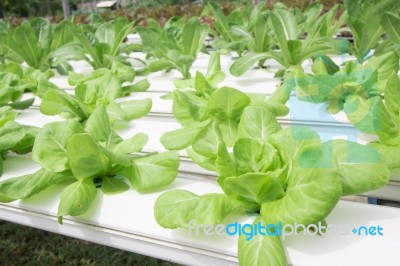 Hydroponics Vegetable Farm Stock Photo