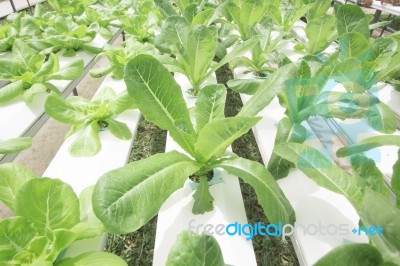 Hydroponics Vegetable Farm Stock Photo