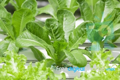 Hydroponics Vegetable Farm Stock Photo