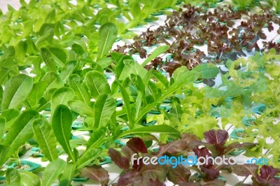 Hydroponics Vegetable Farm Stock Photo