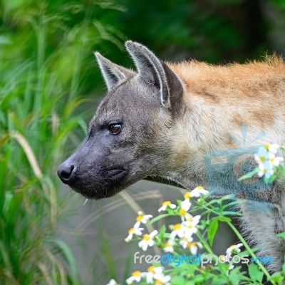 Hyena Stock Photo