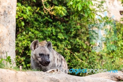 Hyena In The Zoo Stock Photo