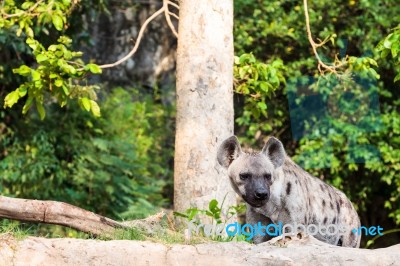 Hyena In The Zoo Stock Photo