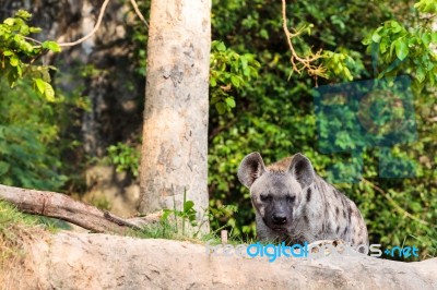 Hyena In The Zoo Stock Photo