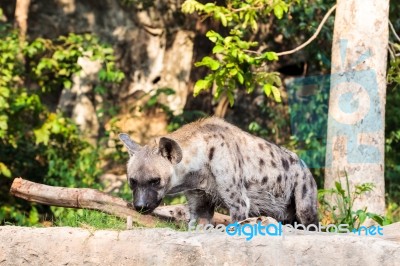 Hyena In The Zoo Stock Photo