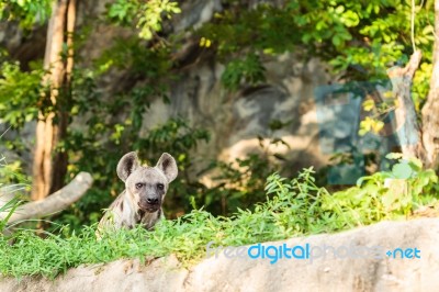 Hyena In The Zoo Stock Photo