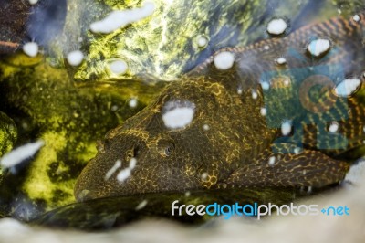 Hypostomus Armored Catfish Stock Photo