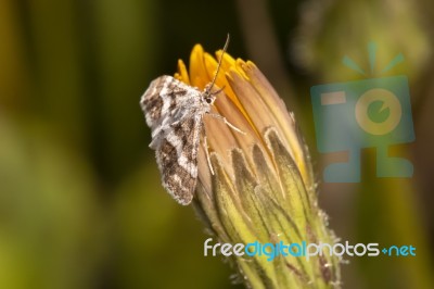 Hypotia Corticalis Moth Stock Photo