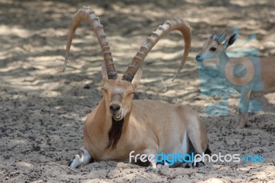 Ibex Is Funny Stock Photo