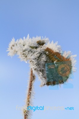 Ice On A Leaf Stock Photo