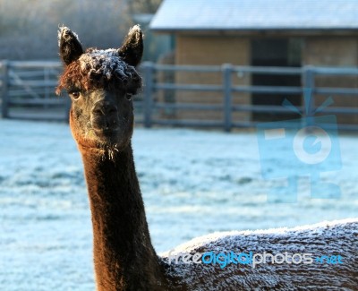 Iced Alpaca Stock Photo