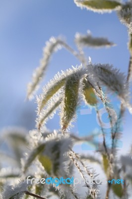 Iced Bamboo Leaves Stock Photo