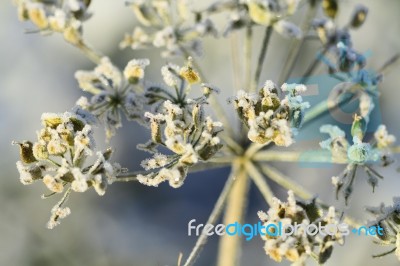 Iced Plant Stock Photo