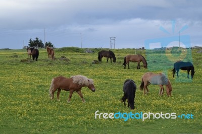 Icelandic Horses Stock Photo