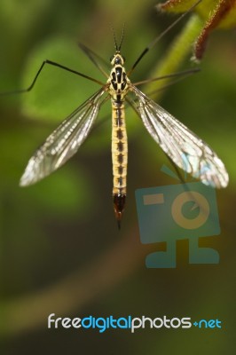 Ichneumon Wasp (syzeuctus) Stock Photo