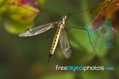 Ichneumon Wasp (syzeuctus) Stock Photo