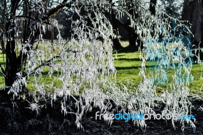 Icicle Tree Stock Photo