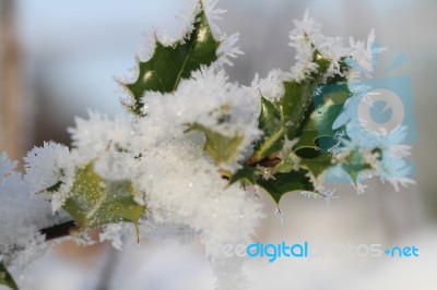 Icicles On Holly Stock Photo