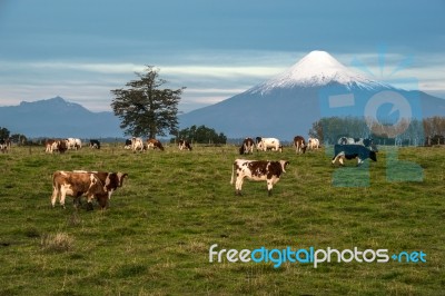 Idyllic Landscape Of Osorno Volcano, Lake Region, Chile Stock Photo