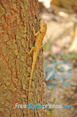 Iguana Stock Photo