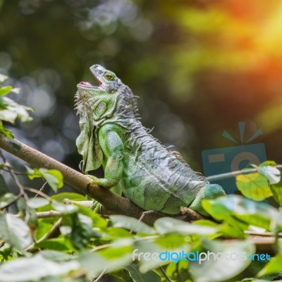 Iguana Stock Photo