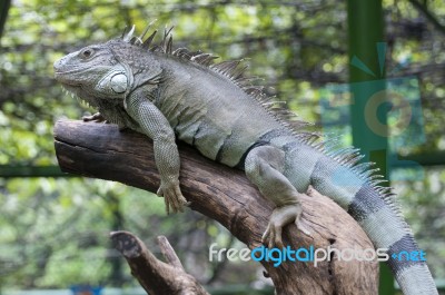 Iguana Stock Photo