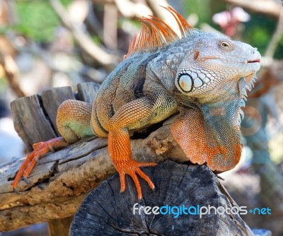 Iguana Stock Photo