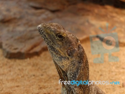 Iguana Head Stock Photo