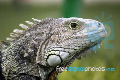 Iguana Head Stock Photo