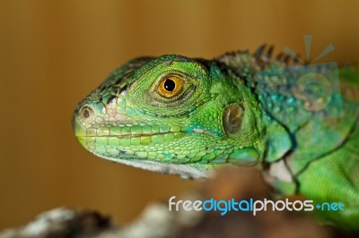 Iguana Head Stock Photo