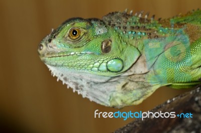 Iguana Lizard Stock Photo