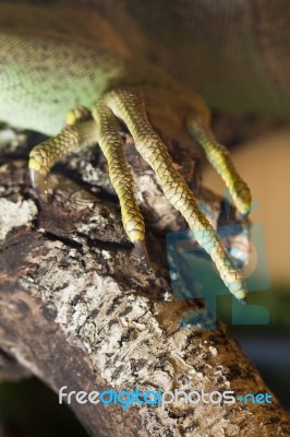 Iguana Lizard Claw Stock Photo