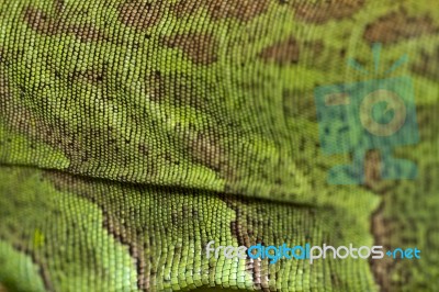 Iguana Lizard Skin Stock Photo