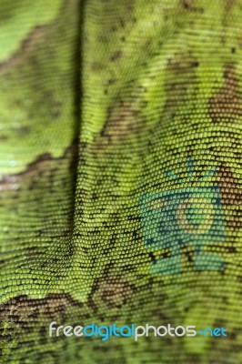 Iguana Lizard Skin Texture Stock Photo