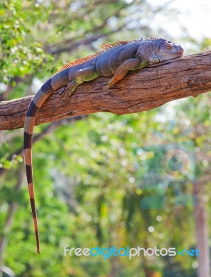 Iguana Reptile Stock Photo