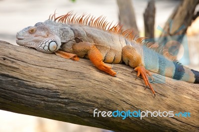 Iguana Reptile Sitting Stock Photo