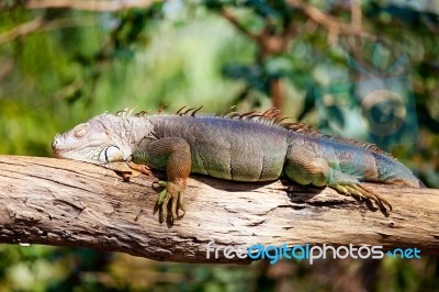 Iguana Reptile Sleeping Stock Photo