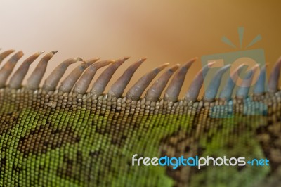 Iguana Spiked Back Stock Photo