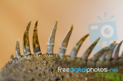 Iguana Spiked Back Stock Photo