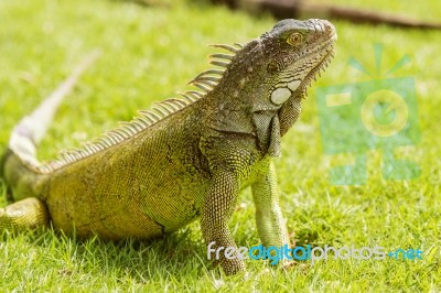 Iguanas At The Iguana Park In Downtown Of Guayaquil, Ecuador Stock Photo