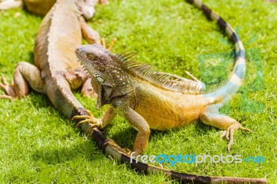 Iguanas At The Iguana Park In Downtown Of Guayaquil, Ecuador Stock Photo