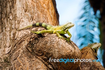 Iguanas At The Iguana Park In Downtown Of Guayaquil, Ecuador Stock Photo