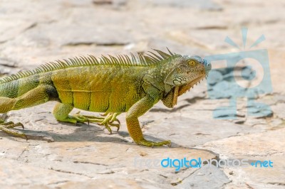 Iguanas At The Iguana Park In Downtown Of Guayaquil, Ecuador Stock Photo