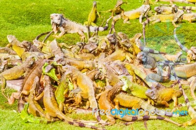 Iguanas At The Iguana Park In Downtown Of Guayaquil, Ecuador Stock Photo