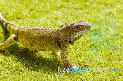 Iguanas At The Iguana Park In Downtown Of Guayaquil, Ecuador Stock Photo