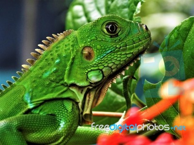 Iguana's Face Stock Photo