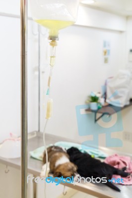 Illness Puppy On Operating Table And Saline Solution Stock Photo